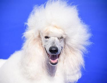 Portrait of a joyful white poodle on a blue background. Close-up.