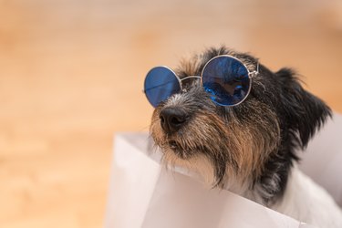 Close up of a crazy small Jack Russell Terrier dog  is sitting in a white  paper bag