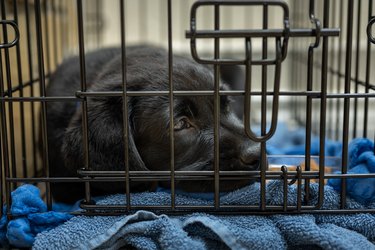 Cute Labrador Puppy in His Crate