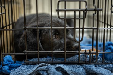 A Guide to Buying, Setting Up, and Collapsing a Dog Crate