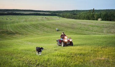 Woman riding quadbike with dog running on the field