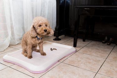 Poodle dog next to training toilet tray with poop faeces