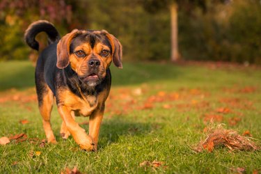 Small Sweet Dog (Puggle) in Autumn