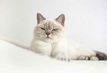 cat lies on the bed with closed eyes