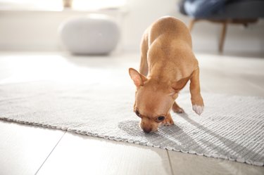 Cute Chihuahua puppy near wet spot on rug indoors. Space for text