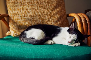 Shot of a sweet sleeping cat on the sofa at home