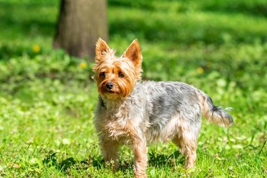 Yorkshire Terrier plays in the park on the grass.