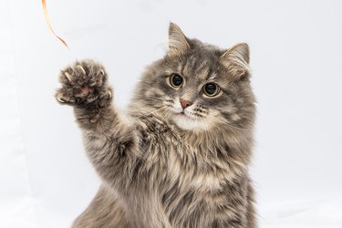 Fluffy gray cat