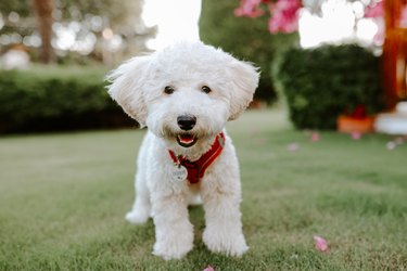 Close-up of a White Terrier panting