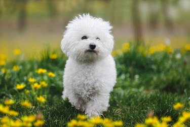 Adorable young Bichon frise puppy  walks around the sunny spring lawn. Active cute puppy