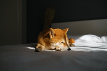 Dog sleeping on a bed at home with dim lighting