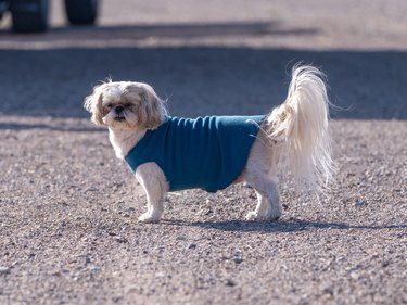 Cute Shih Tzu dog wearing a blue sweater