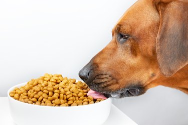 Close-up dog eating kibble dry food from big bowl