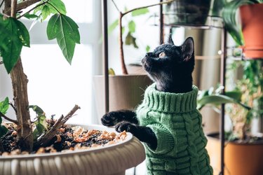Cat in a green sweater looking at a potted plant at home.