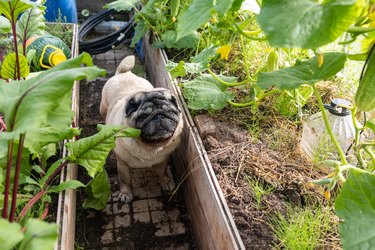 A beige pug stands in a greenhouse between growing cucumbers