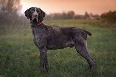 German Shorthaired Pointer