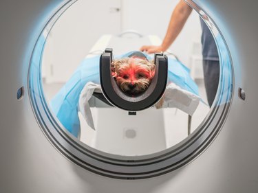 Dog in MRI scanner near doctor