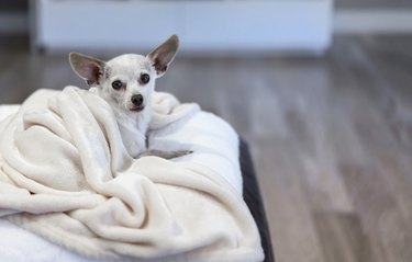 Senior chihuahua on white, fluffy pillow