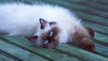 Himalayan cat with blue eyes laying on a green bench.