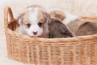 A wicker basket holding several teeny-tiny Corgi puppies