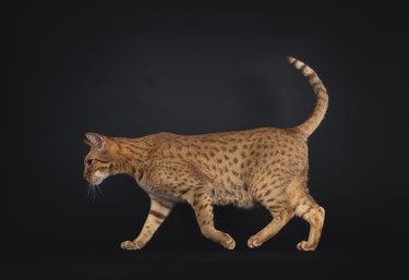 Adult Ocicat cat on black background