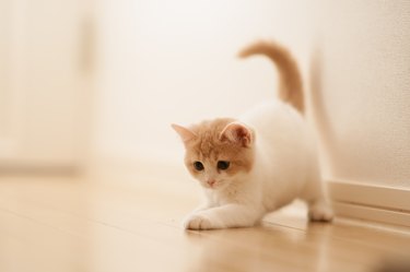 White and tan kitten crouching down and ready to play