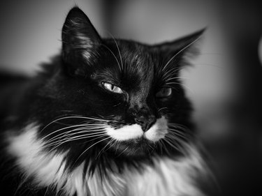 Black and white furry cat