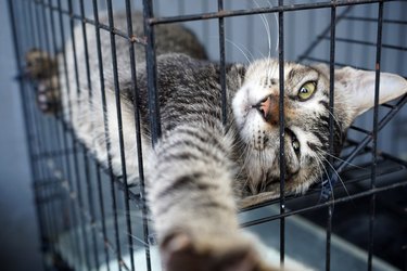 A striped cat is laying on its side on a shelf inside a wire cage. The cat has one eye closed and is reaching one paw out between the wires.