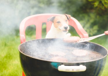 Funny dog looking at  burger cooked on grill during family party at backyard lawn on summer day