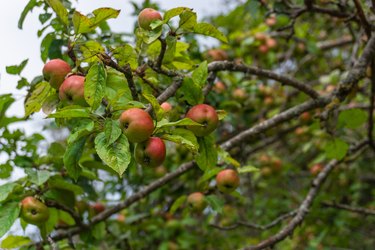 View of some red apples on a European crabapple