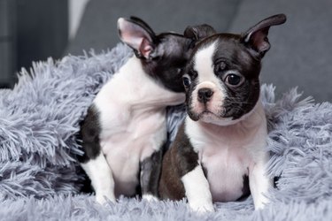 Two cute Boston Terrier puppies are sitting in a blanket on the bed