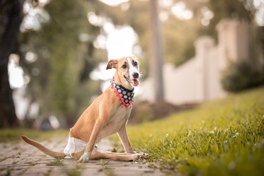 Portrait of cute dog with special needs wearing diaper sitting on sidewalk