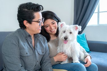 Happy gay couple sitting on sofa, positive people, with black hair in casual clothes sitting on blue couch and talking to each other in living room, embracing cute west highland white terrier.