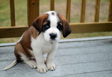 Cute Saint Bernard Puppy New Family Friend