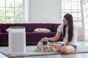 Woman playing with Dog Pug Breed and Air purifier in cozy white living room for filter and cleaning removing dust PM2.5 HEPA in home,for fresh air and healthy life,Air Pollution Concept