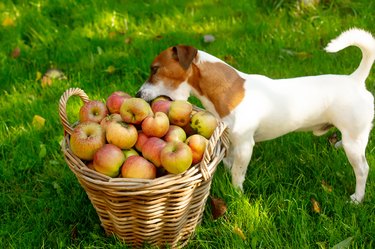 dog next to basket with apples on green grass in the garden