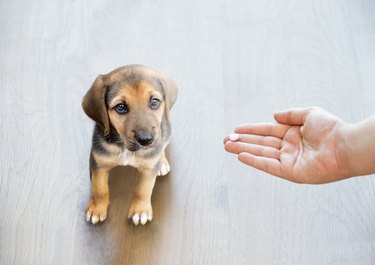 A hand reaching out holding a pill to a dog
