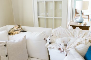 Dog and cat relaxing together