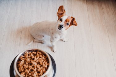 High Angle View Of Dog And Food On Floor