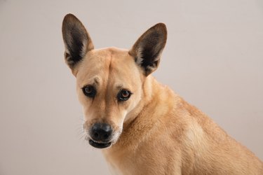 Golden Dog portrait on Isolated plain Background