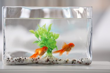 Beautiful bright goldfish in aquarium on table