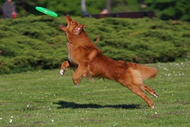 Active Nova Scotia Duck Tolling Retriever (Toller dog) jumping outdoors on a green grass catching a green frisbee disc