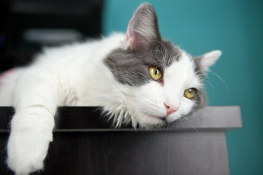 Bored Cat Hanging On Edge Of Desk