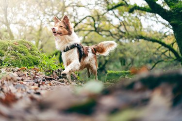 Border collie dog running in the middle of the forest, dog enjoying running in nature, border collie photographs, animal themes