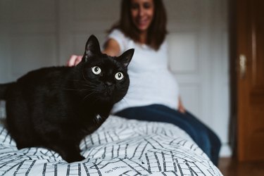 young pregnant woman at home next to a beautiful black cat
