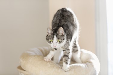 Tabby cat kneading her cushion