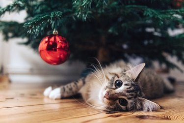 young cat lying under christmas tree