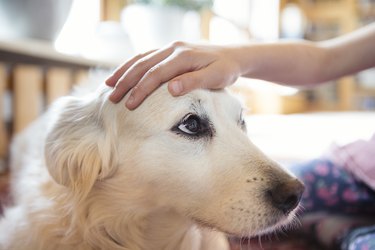 Child's hand stroking the head of a pet dog affectionately