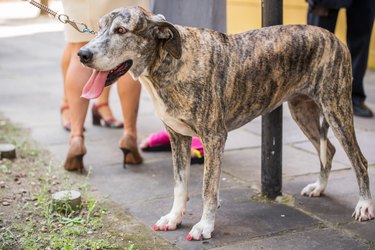 Brown and white dog with nails painted