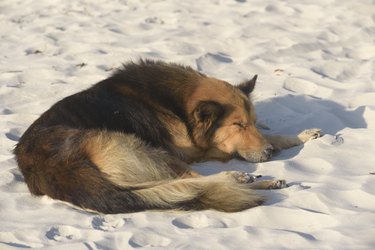 A large, fluffy dog takes a nap in the sand.